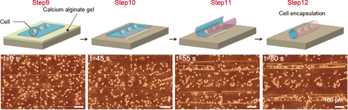 Fig. 4: Encapsulation of cells