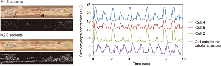 Fig. 4: Encapsulation of cells