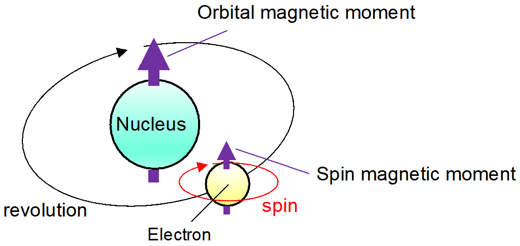 Fig. 6: The spin magnetic moment coming from the rotation of the electron, and the orbital magnetic moment coming from the revolution of the charged particle (electron) around the nucleus.