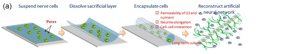 Figure 4. (a) Neuronal encapsulation and neurite outgrowth associated with self-folding graphene thin film with pores.