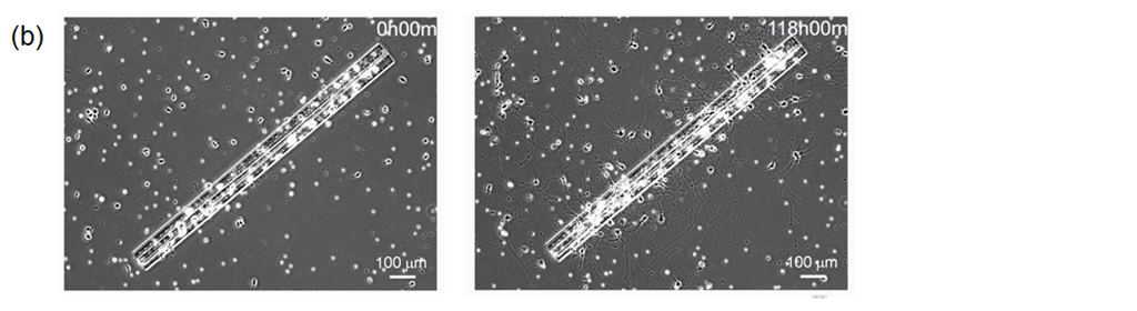 Figure 4. (b) Time-lapse images of neurite outgrowth through the pores.