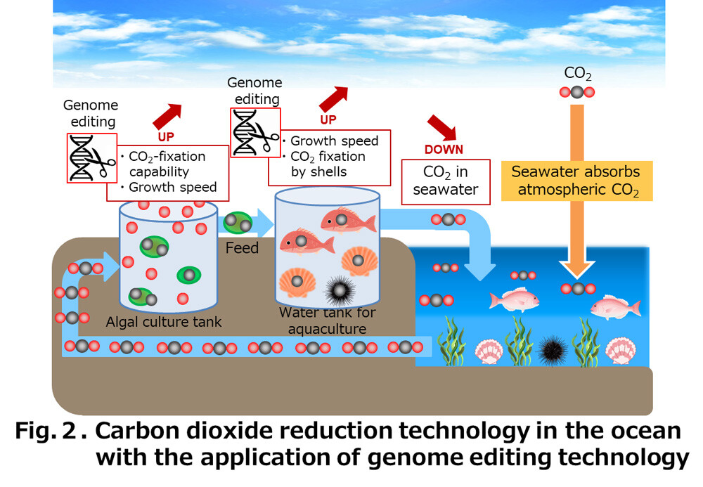Fig. 2. Carbon dioxide reduction technology in the ocean with the application of genome editing technology