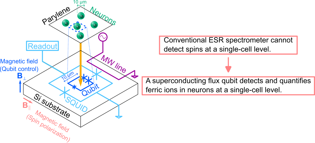 Fig. 1 Overview of this study.