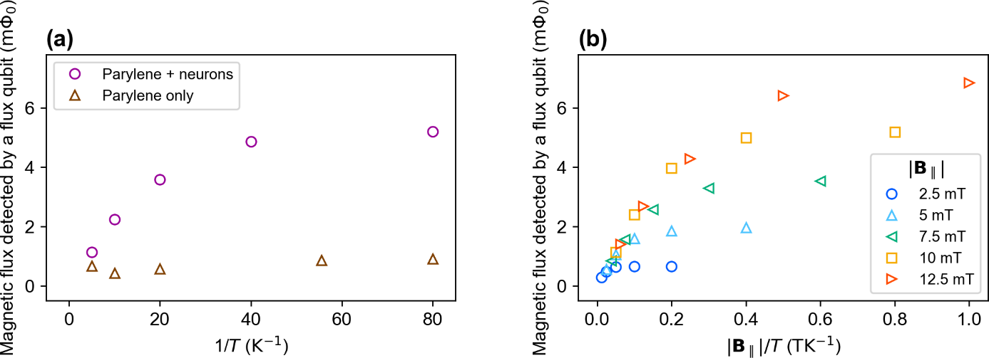 Fig. 2 (a) Temperature dependence of the magnetic flux detected by a flux qubit under a magnetic field of 10 mT. (b) Temperature dependence of the magnetic flux detected by a flux qubit under various magnetic fields.