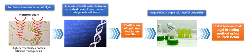 Figure 1 Development of Algae Breeding Technology Using Neutron Beam