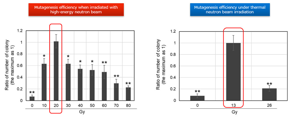 Figure 2 Clarification of the relationship between absorbed dose of neutron beam and mutagenesis efficiency / Each type of neutron beam was irradiated to the absorbed dose (Gy) shown in the figure. The maximum number of colonies that appeared at that time is shown as a relative value when 1 is set.