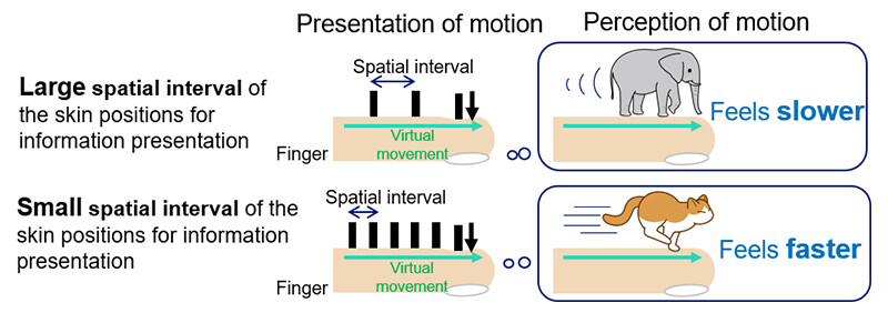 Figure 1 Discovery of Haptic Illusion Where the Perceived Speed of a Moving Object on the Skin Changes Based on Spatial Interval. Note. Even when an object moves at the same speed, the perceived speed is affected by the spatial interval used to present the motion. When the spatial interval is larger, the motion feels slower, while a smaller spatial interval makes the motion feel faster.