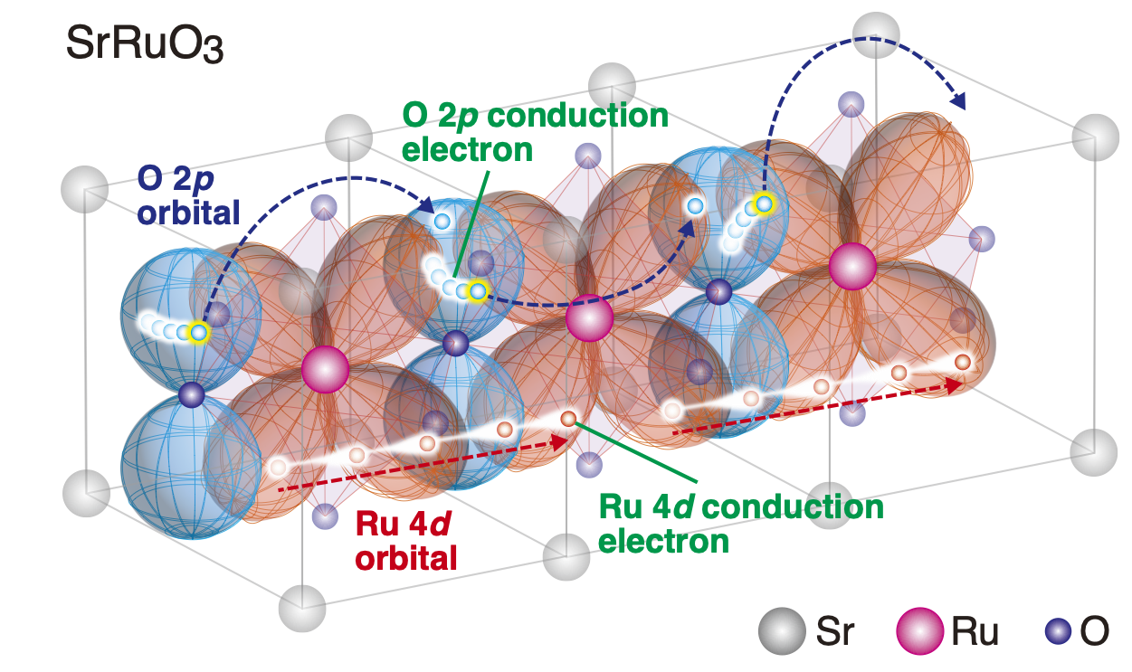 Conduction electrons in each electron orbital in the functional oxide SrRuO3: The interaction between electrons (electron correlation) in the Ru 4d-O 2p hybrid orbital of SrRuO3 was found to depend on the electron orbital. The Ru 4d orbitals (red cloverleaf-shaped orbitals) have weak electron correlation, and the electrons in these orbitals (red) contribute mainly to electrical conduction (red dashed arrows). On the other hand, in the O 2p orbitals (blue dumbbell-shaped orbitals), electrons (blue) are localized in the O 2p orbitals due to strong electron correlation, and they hardly contribute to electrical conduction [electrons move between sites by electron-electron scattering (blue dashed arrow)].