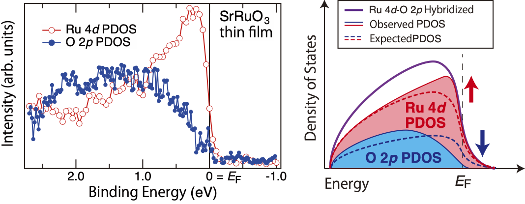 Figure 1 Electronic State of Functional Oxide SrRuO3 Note. (a) Partial density of states (PDOS) derived from Ru 4d electron orbitals (red) and O 2p electron orbitals (blue) observed by photoemission spectroscopy. (b) Schematic diagram of the Ru 4d-O 2p hybridized state. As indicated by the dashed line, Ru 4d and O 2p PDOS were thought to have the same shape although they were different in size. The solid lines show the experimental PDOS of each orbital (red and blue) and their sum, the Ru 4d-O 2p hybridized state (purple). Contrary to the predictions of existing theories, the partial densities of states derived from Ru electron orbitals, Ru 4d PDOS and O 2p PDOS, have different shapes. Ru 4d PDOS (red) has a high density of states at the Fermi energy EF, indicating metallic behavior, while O 2p PDOS (blue) has almost zero density of states at EF, indicating a state is close to that of an insulator. The arrows represent how each PDOS differs from theoretical predictions (Ru 4d PDOS is larger than expected, while the O 2p PDOS is smaller than expected).