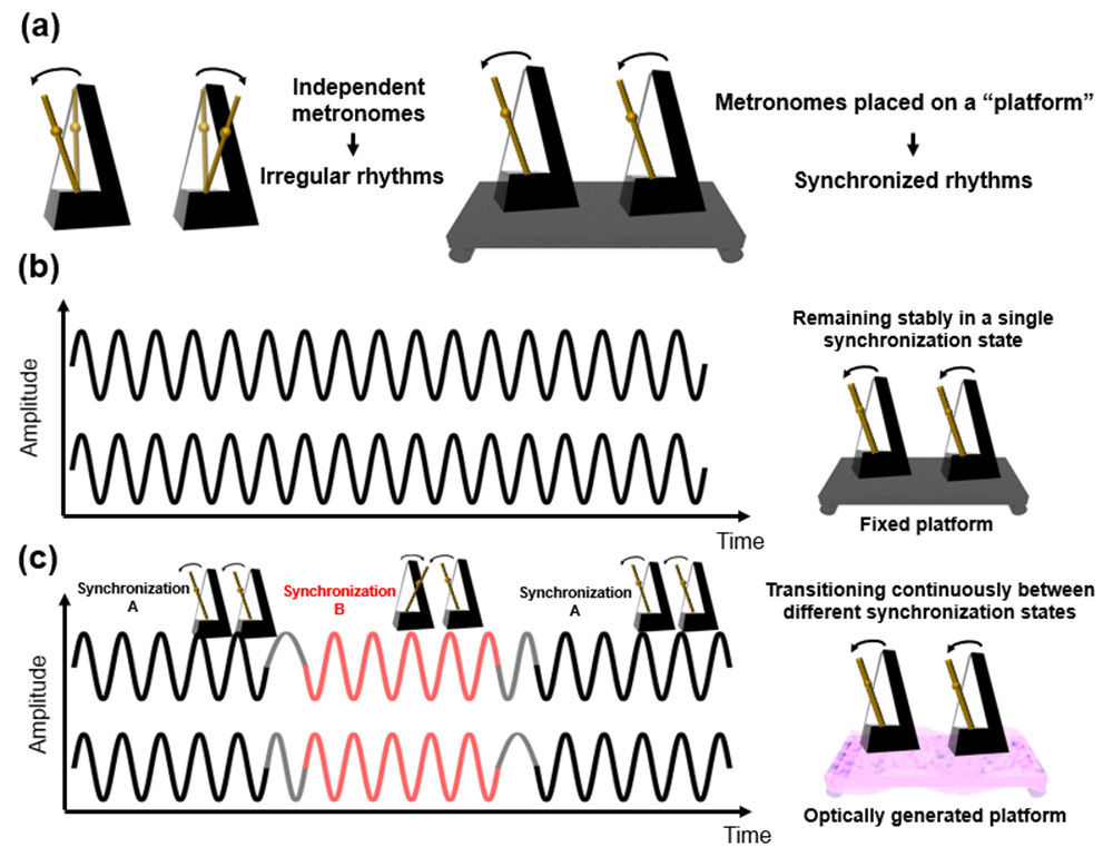 Figure 1 (a) Example of synchronization in metronomes (oscillators). (b) Oscillation waves that remain synchronized in a single state. (c) Oscillation waves that transition over time between different synchronization states. Synchronization A: a state in which oscillations are synchronized in the same direction. Synchronization B: a state in which oscillations are synchronized in opposite directions.