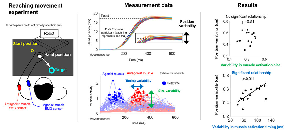 Figure 2 (Left) Top-view schematic of the arm-reaching task and muscle activity measurements. (Middle) The endpoint of the hand varies across trials. From the muscle activity associated with the movement, variability in activation size and variability in activation timing were calculated. For each measure, the average values of the agonist and antagonist muscles were used to evaluate muscle activity variability for each participant. (Right) Movement variability is not associated with variability in muscle activation size but is significantly associated with variability in muscle activation timing. Each plot represents data from an individual participant. The presence of a relationship was analyzed using a linear mixed-effects model and was considered significant when the p-value was less than 0.05.