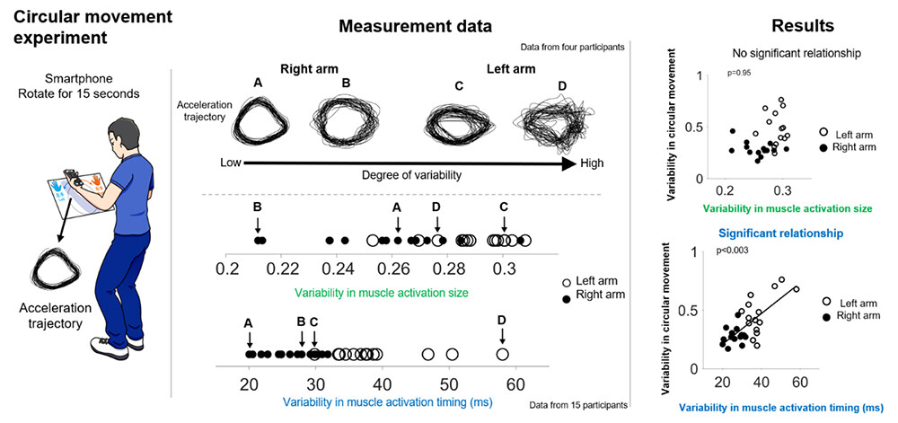 Figure 4 (Left) Circular movement task using a smartphone. (Middle, upper) Examples of acceleration trajectories during circular movements and the corresponding variability for four participants. The degree of variability increases from A to D. (Middle, lower) Results for all 15 participants, arranged in ascending order according to variability in muscle activation size and variability in muscle activation timing. Variability in muscle activity was calculated as the mean across six muscles. Participants with greater variability in muscle activation timing tend to show greater variability in circular movement, whereas a clear trend is not observed for variability in activation size. (Right) Variability in circular movement is not associated with variability in muscle activation strength but is significantly associated with variability in muscle activation timing.