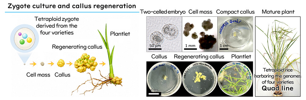 Figure 4. Generation of a tetraploid four-parent rice hybrid (Quad) using the IVF method