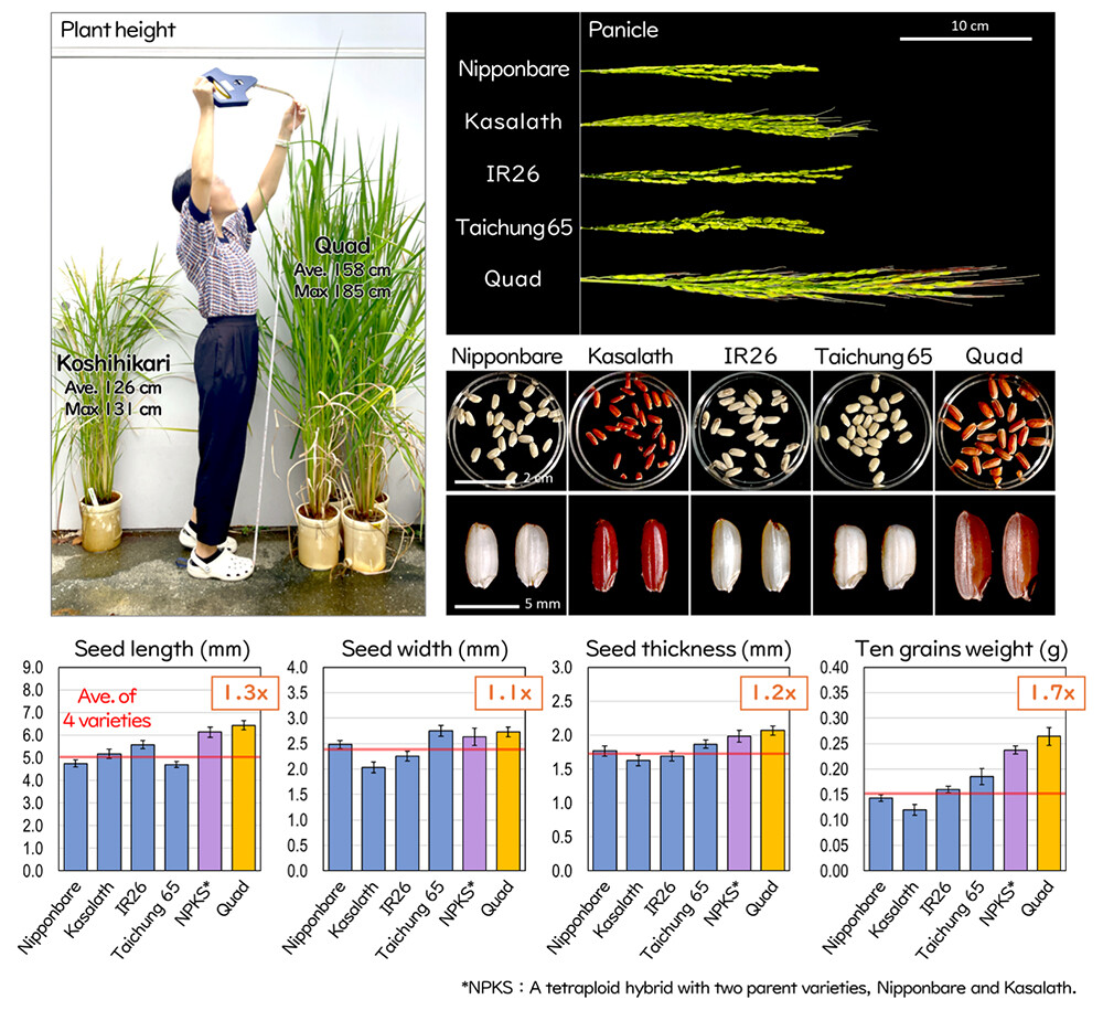Figure 5. Comparison of traits between the four parental rice varieties and Quad