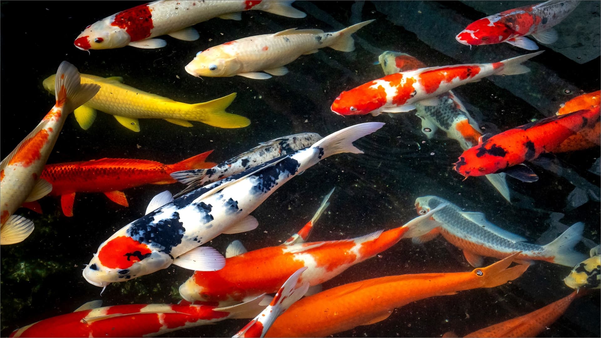 Image of “Sustaining and Advancing the Legacy of Traditional Nishikigoi Industry“