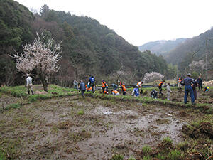 棚田作業（小雨のなか、作業を進めました）