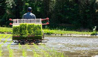 Image: Photograph of Mr. Abe planting rice seedling using a tractor, shown from behind.