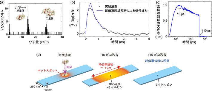 図1 （a）冷却温度13 Kでリゾチームの質量を分析した例、（b）アンジオテンシンⅠイオン1個の衝突に対応する出力パルス波形（黒点）と超伝導理論解析による信号波形（青線）、（c）分子衝突により発生した常伝導領域の大きさの時間変化、（d）分子衝突により発生した常伝導領域の大きさの時間変化の概略図