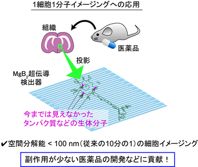 図2 MgB2超伝導分子検出器を用いたイメージング質量分析の将来展望