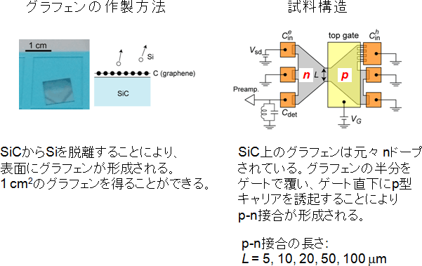 図2　大面積グラフェンを利用した試料の作製