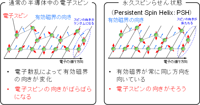 図2．永久スピンらせん状態によるスピンの長寿命化
