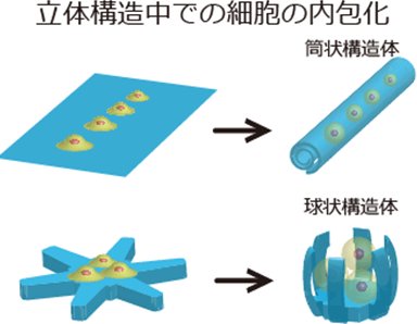 図1　薄膜の自己組み立ての原理を用いた細胞の内包化