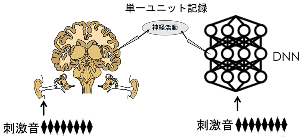 図1：本研究のアプローチ（模式図）