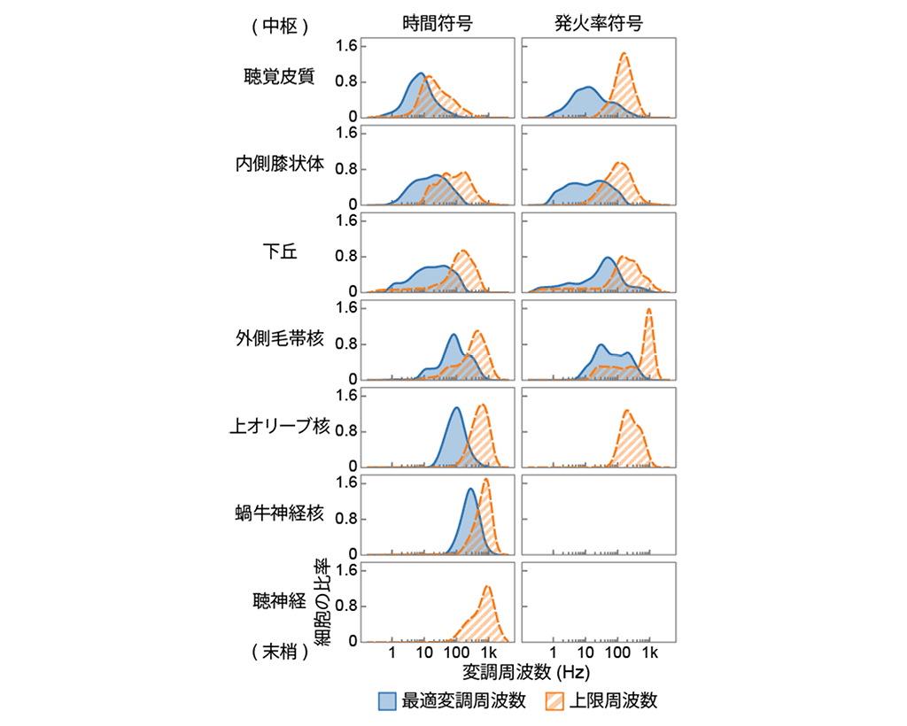 図3：聴覚神経系における神経細胞の最適変調周波数と上限周波数の分布