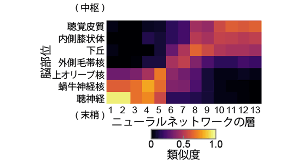 図5：聴覚系の各脳部位とDNNの層の間の類似度