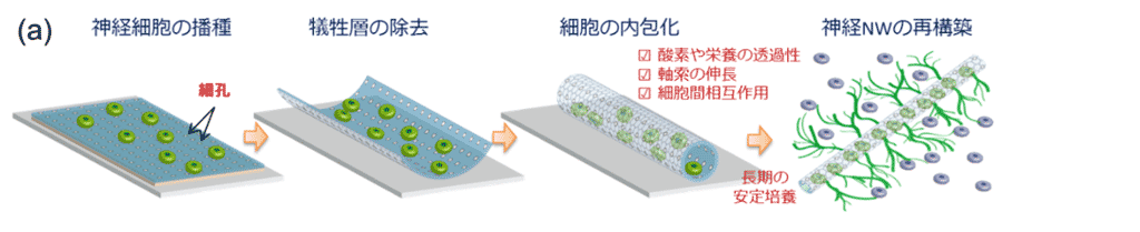 図4：（a）細孔を有するグラフェン薄膜の自己組立てに伴う神経細胞の内包化と神経突起の伸長
