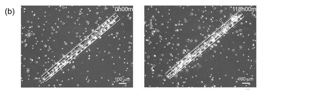 図4：（b）細孔を介した神経突起の伸長の時間変化