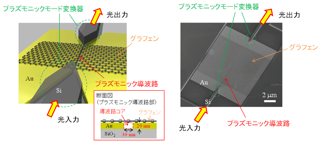 図2：グラフェンとプラズモニック導波路を結合させた素子の概念図（左）と電子顕微鏡像（右）