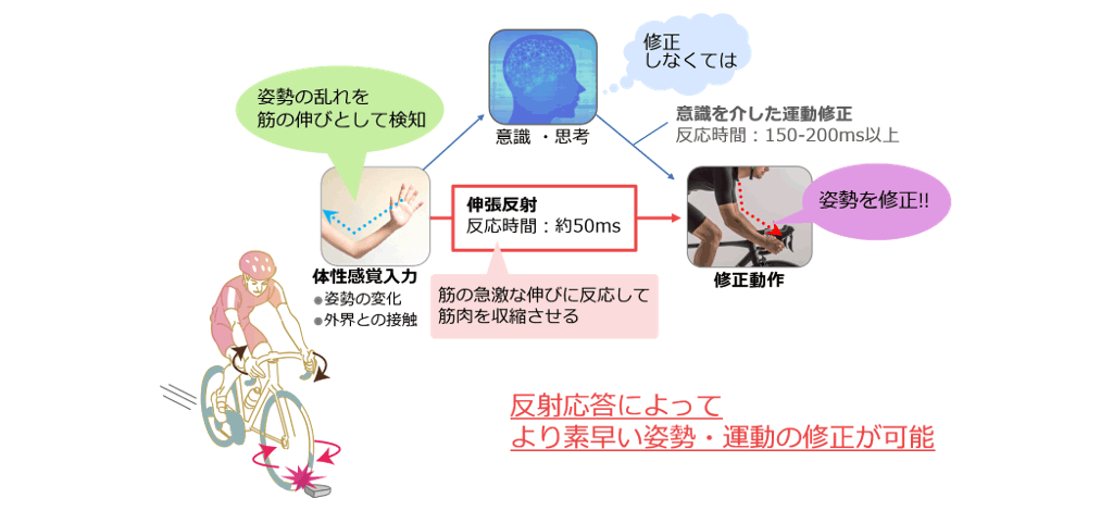 図1．伸張反射の機能