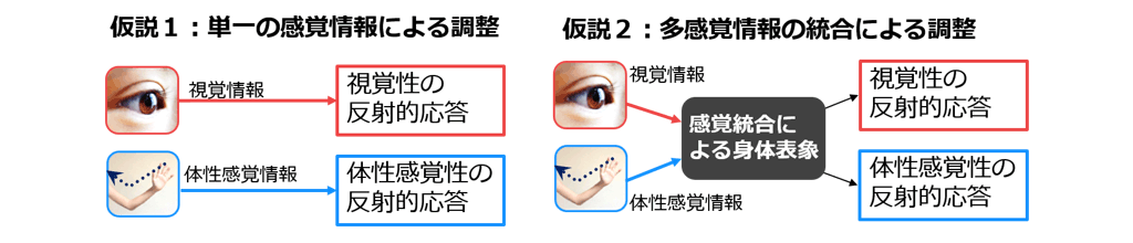 図2．反射調整のための脳内表現に関する仮説