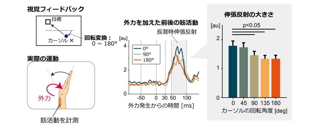 図4．実験1 - 運動と視覚フィードバックの不一致が伸張反射に及ぼす影響