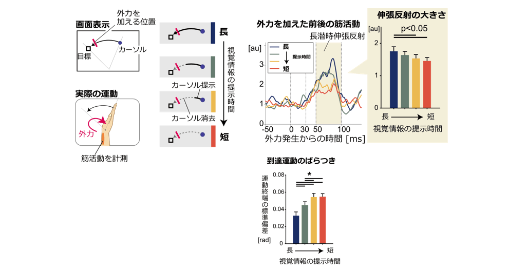 図5．実験2 - 視覚フィードバックの消去が伸張反射に及ぼす影響