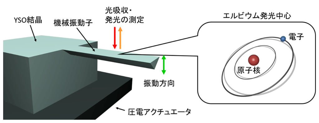 図1：希土類元素の発光中心を含む機械振動子の模式図。機械振動子となる領域の両側をイオンビームの斜めミリングにより削り取ることで、断面形状が逆三角形となる機械振動子を作製しました。振動子の長さは160ミクロン、幅は14ミクロン、厚さは7ミクロンです。機械振動子は圧電アクチュエータの上に設置され、アクチュエータに交流電圧を印加することにより機械共振を誘起することができます。機械振動子の内部には希土類元素の発光中心が多数埋め込まれており、これらは機械共振により生じる歪の影響を受けます。発光中心に共鳴する光を照射することで、機械振動による歪に依存した光吸収特性を調べることができます。

