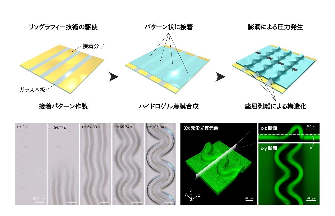 図１：座屈剥離によるハイドロゲル薄膜の3次元構造形成