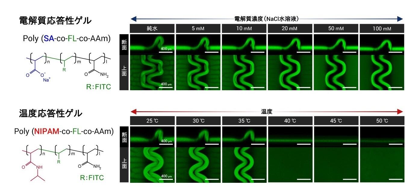 図３：刺激応答性ハイドロゲルを用いた3次元構造の動的・可逆的制御