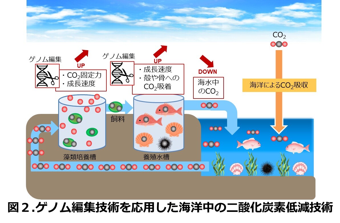 図2. ゲノム編集技術を応用した海洋中の二酸化炭素低減技術
