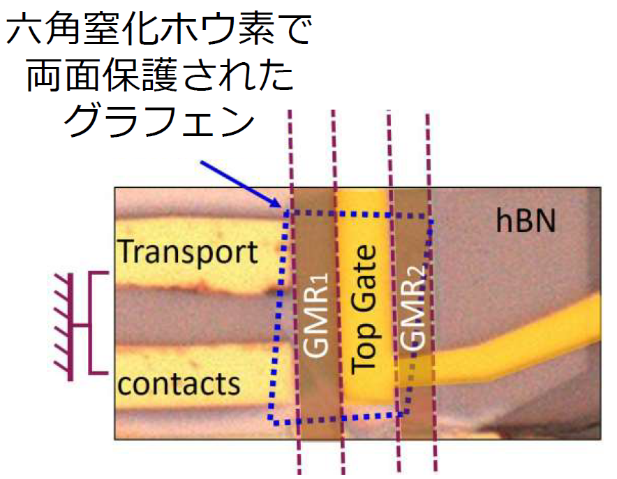 図4：素子の光学顕微鏡写真。2つのGMR素子の上に六角窒化ホウ素で両面保護されたグラフェンが配置されている。
