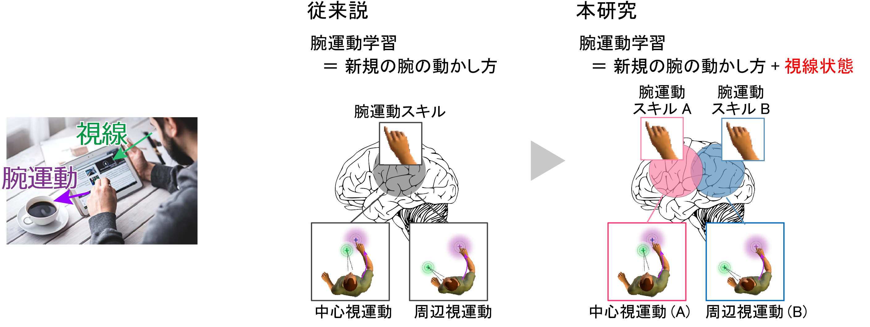 図1. 目標物を周辺視で見ながら腕運動を行う一例（左）、従来説（中）と本研究が示した新説（右）