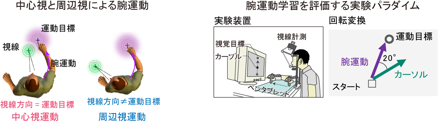 図2. 本研究で着目する2つの視線状態（左）、実施した学習実験パラダイム（右）
