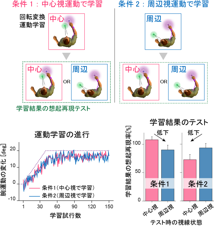図3. 実験1 - 視線状態が、運動学習の進行、学習結果の想起再現に及ぼす影響