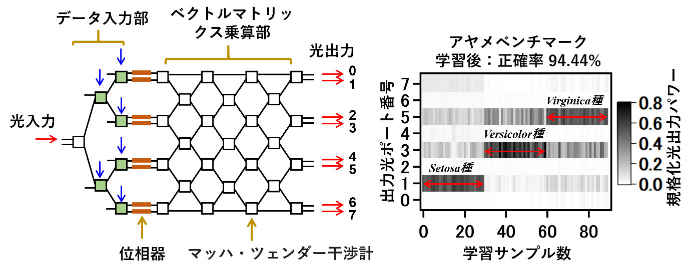 本研究で考案した非線形写像（※5）型光ニューラルネットワーク演算回路、およびこれを用いた花弁形状によるアヤメの分類結果