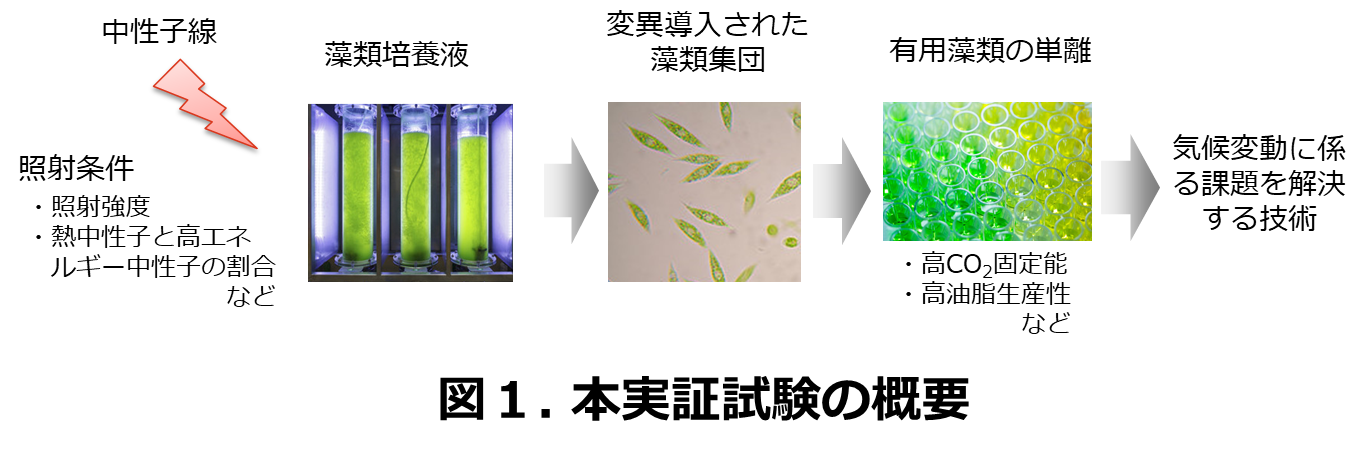 図1.本実証試験の概要