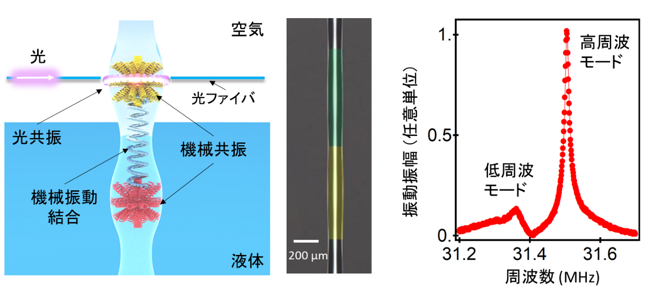 図1：作製したセンサ素子の模式図（左）、光学顕微鏡像（中）、液中での機械振動特性（右）。顕微鏡像は2つのボトルを見やすくするため緑と黄に色付けしてある。