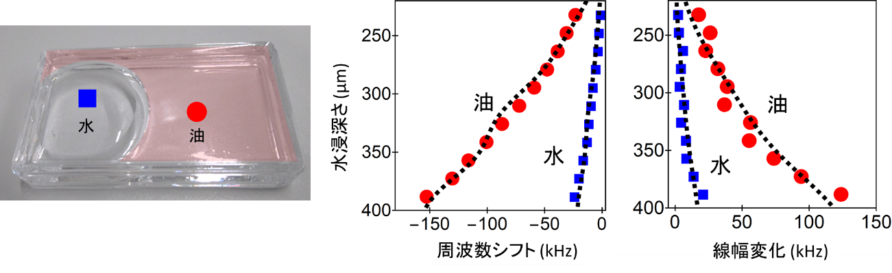 図3：水と油に相分離した液体（左）と其々のドメインにおける低周波モードの周波数シフト（中）と線幅変化（右）。プロットは実験値、点線は理論フィット。
