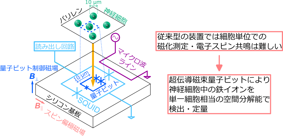 図1 本研究概要。