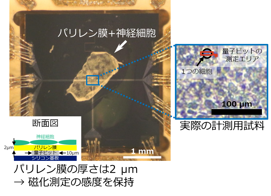 図4 作製したパリレン膜とその上で培養した神経細胞